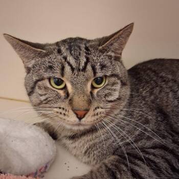 Domestic Short Hair Cats Available for Adoption in Dayton, Ohio - Crab | PetCurious