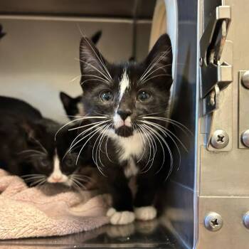 Sea Shell -  Domestic Short Hair Cat for Adoption in Bristol, Indiana - Sea Shell | PetCurious