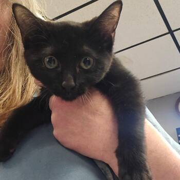Domestic Short Hair Cats Available for Adoption in Spokane, Washington - Ivy | PetCurious