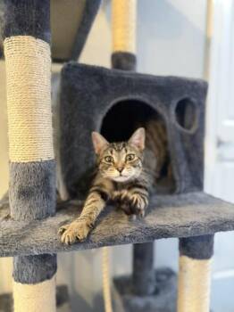 Rescue Domestic Short Hair Cats for Adoption in Liverpool, Texas - Sheera | PetCurious