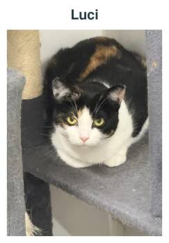 Luci -  Domestic Short Hair Cat for Adoption in Richland Center, Wisconsin - Luci | PetCurious