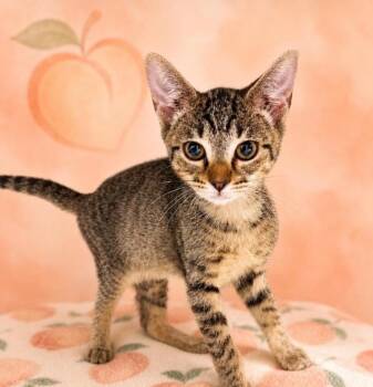 George Clawney -  Domestic Short Hair Cat for Adoption in Douglasville, Georgia - George Clawney | PetCurious