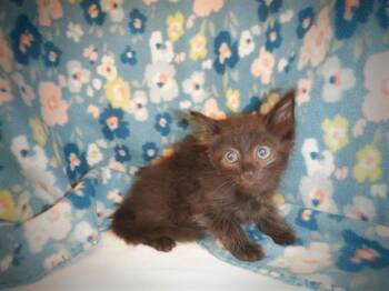 YIN -  Domestic Short Hair Cat for Adoption in San Jose, California - YIN | PetCurious