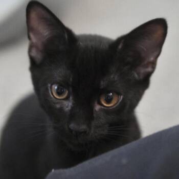 Hotch -  Domestic Short Hair Cat for Adoption in Richmond, Virginia - Hotch | PetCurious