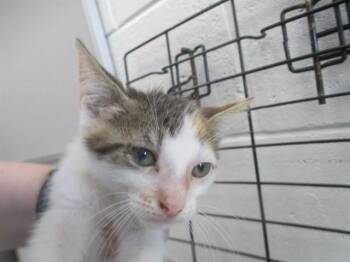 A385269 -  Domestic Short Hair Cat for Adoption in Ocala, Florida - A385269 | PetCurious