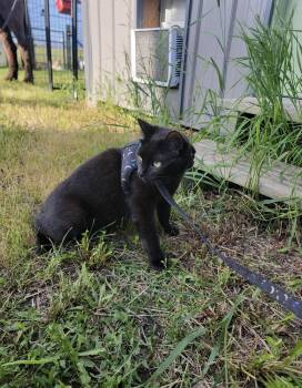 Potato Chip -  Domestic Short Hair Cat for Adoption in Fertile, Minnesota - Potato Chip | PetCurious