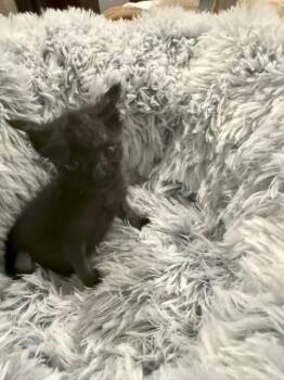 Wellsy -  Bombay Cat for Adoption in Paulina, Louisiana - Wellsy | PetCurious