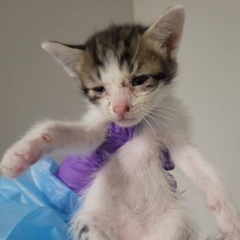 Naples -  Domestic Short Hair Cat for Adoption in Westminster, California - Naples | PetCurious