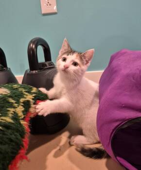 Pearl -  Domestic Short Hair Cat for Adoption in Boiling Springs, Pennsylvania - Pearl | PetCurious