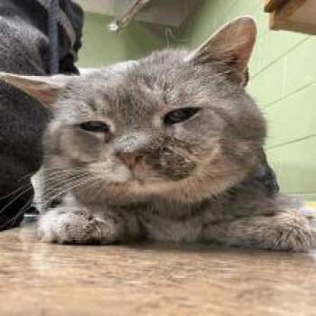 Domestic Short Hair Cats Available for Adoption - Harvey | PetCurious