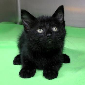 Domestic Short Hair Cats Available for Adoption in Michigan City, Indiana - Adella | PetCurious