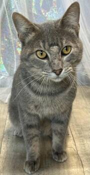 Rescue Domestic Short Hair Cats for Adoption in Shreveport, Louisiana - Wimberly | PetCurious