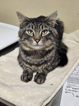 Bill -  Domestic Short Hair Cat for Adoption in Vancouver, Washington - Bill | PetCurious
