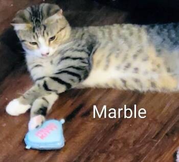 Rescue Domestic Short Hair Cats for Adoption in Binghamton, New York - Marble | PetCurious
