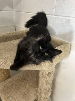 Rescue Domestic Medium Hair Cats for Adoption in Salmon, Idaho - Flannel | PetCurious