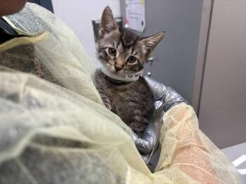 Tribbiani -  Domestic Short Hair Cat for Adoption - Tribbiani | PetCurious