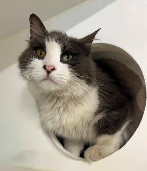 Klondike -  Domestic Long Hair Cat for Adoption in Seville, Ohio - Klondike | PetCurious
