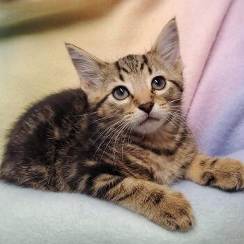 Cinnamon -  Domestic Short Hair Cat for Adoption in Marseilles, Illinois - Cinnamon | PetCurious