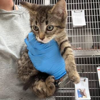 Waffles 26-06-121 -  Domestic Short Hair Cat for Adoption in Bastrop, Texas - Waffles 26-06-121 | PetCurious