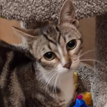 Eloise -  American Shorthair Cat for Adoption in Oceanside, New York - Eloise | PetCurious
