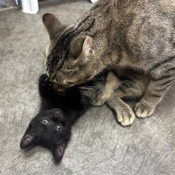 Freda -  Domestic Short Hair Cat for Adoption in Waynesburg, Pennsylvania - Freda | PetCurious