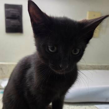 Greg -  Domestic Short Hair Cat for Adoption in Auburn, Alabama - Greg | PetCurious