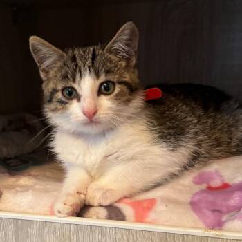 Strawberry -  Domestic Short Hair Cat for Adoption in La Grange, Kentucky - Strawberry | PetCurious