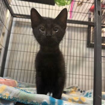 Lucky 7091 -  Domestic Short Hair Cat for Adoption in Columbus, Georgia - Lucky 7091 | PetCurious
