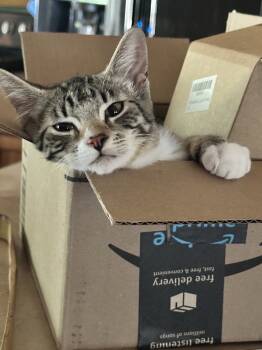 Rescue Domestic Short Hair Cats for Adoption in Lebanon, Oregon - Nani | PetCurious