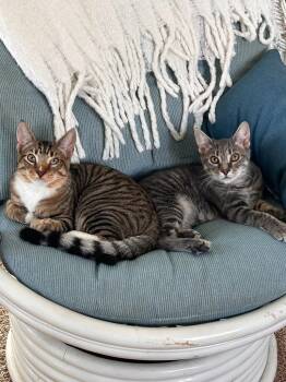 Rescue Domestic Short Hair Cats for Adoption in Camp Hill, Pennsylvania - Desi / Ethel | PetCurious