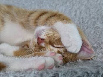 William -  Domestic Short Hair Cat Available for Adoption in Buford, Georgia - William | PetCurious
