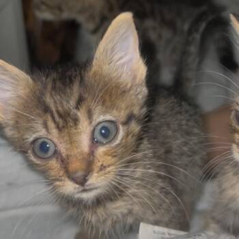 Nibs -  Domestic Short Hair Cat for Adoption in Ridgely, Maryland - Nibs | PetCurious