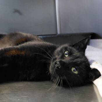 Tiana -  Domestic Short Hair Cat for Adoption in Gloucester, Virginia - Tiana | PetCurious