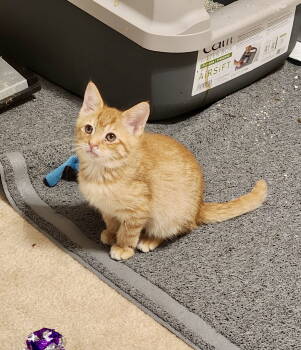 Rescue Domestic Short Hair Cats for Adoption in Camden, South Carolina - Cytoplasm (Available For Pre-adoption) | PetCurious