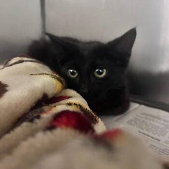 Sparticus -  Domestic Short Hair Cat for Adoption in Charleston, West Virginia - Sparticus | PetCurious