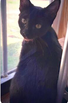 Bellatrix -  Domestic Short Hair Cat for Adoption in Valley Park, Oklahoma - Bellatrix | PetCurious