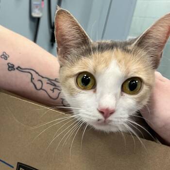 Domestic Short Hair Cats Available for Adoption in Greensboro, North Carolina - Grilled Shrimp | PetCurious