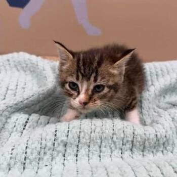 Socks in Parsonsburg, MD -  Domestic Short Hair Cat Available for Adoption - Socks In Parsonsburg, MD | PetCurious