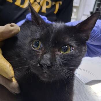 Channing -  Domestic Short Hair Cat for Adoption in Summerville, South Carolina - Channing | PetCurious