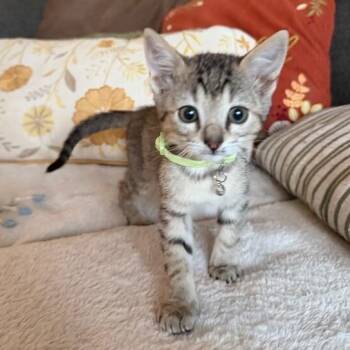 Firefly Bug -  Tabby and Domestic Short Hair Cat for Adoption in Friendswood, Texas - Firefly Bug | PetCurious