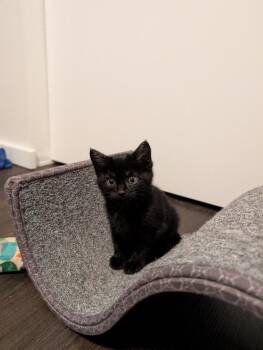 Cotton Candy -  Domestic Short Hair Cat for Adoption in Sherwood, Oregon - Cotton Candy | PetCurious