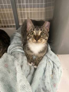 Rescue Domestic Short Hair Cats for Adoption in Cumming, Georgia - Cecil (aka Shadetree 23) | PetCurious