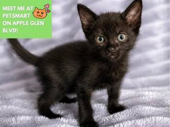 TAZ -  Domestic Short Hair Cat for Adoption in Fort Wayne, Indiana - TAZ | PetCurious