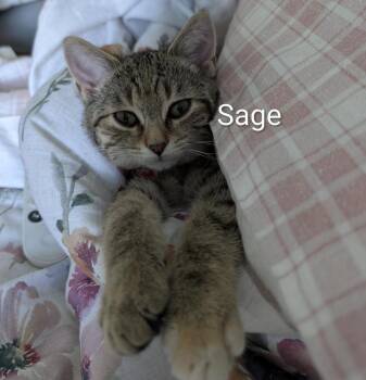 Sage -  Domestic Short Hair Cat for Adoption in Cincinnati, Ohio - Sage | PetCurious