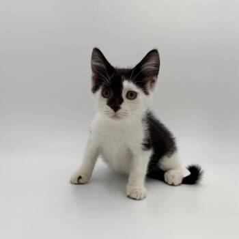 Telemachus -  Domestic Short Hair Cat for Adoption in State College, Pennsylvania - Telemachus | PetCurious