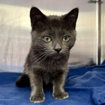 Rescue Domestic Short Hair Cats for Adoption in Oakland, California - Evie (bonded W/Arthur) | PetCurious