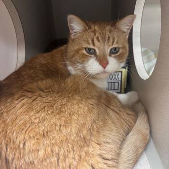 Georgia -  Domestic Short Hair Cat for Adoption in Buffalo, New York - Georgia | PetCurious