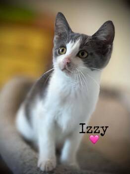 Izzy -  Domestic Short Hair Cat for Adoption in Dansville, New York - Izzy | PetCurious