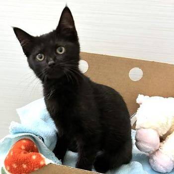 Aurora -  Domestic Short Hair Cat for Adoption - Aurora | PetCurious