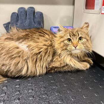 Domestic Long Hair Cats Available for Adoption in Bridgeville, Pennsylvania - Sienna | PetCurious